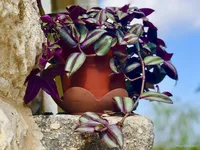 Inchplant in the pot