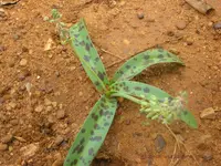 common African hyacinth