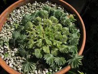 Oxalis palmifrons indoors