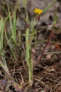 annual agoseris (Agoseris heterophylla) plant