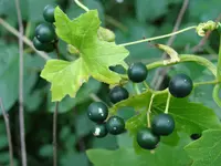 white bryony (Bryonia alba) plant