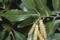 seaside alder