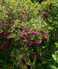 Lilly Pilly