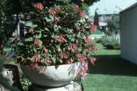 Fuchsia triphylla (Fuchsia triphylla) plant