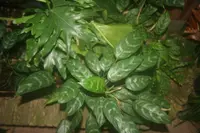 Aglaonema modestum leaves