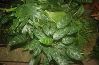 Aglaonema modestum leaves