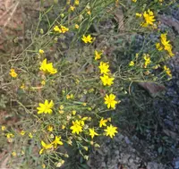 prairie broomweed (Amphiachyris dracunculoides) plant