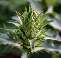 Acanthus hungaricus