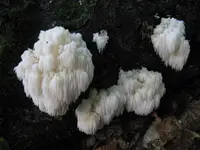 Bear's Head Tooth
