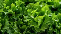 Butterhead Lettuce (Lactuca sativa 'Tom Thumb') plant