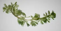 Cabomba caroliniana