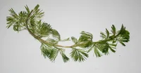 Cabomba caroliniana