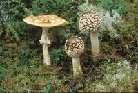 Royal fly agaric