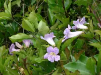 lavender trumpet vine