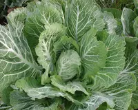 Cabbage