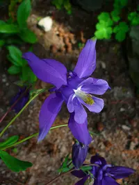 Alpine Columbine