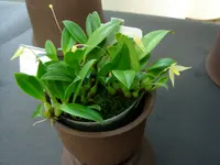Bulbophyllum aphanopetalum