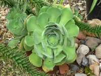 Canary Aeonium