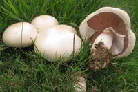 Horse Mushroom