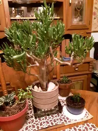 Finger Jade