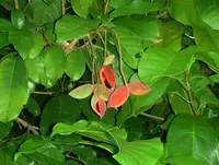 Seven Sisters' Fruit