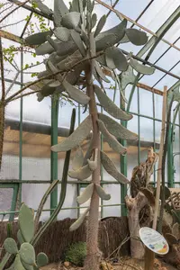 tuna (Consolea moniliformis) plant