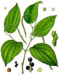 black pepper (Piper nigrum) plant