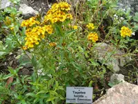 sweetscented marigold