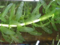 Brazilian waterweed (Elodea densa) plant