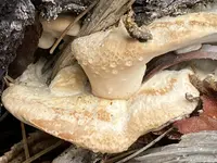 Calcipostia