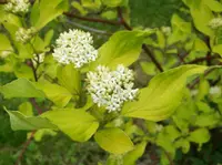 Tartarian dogwood