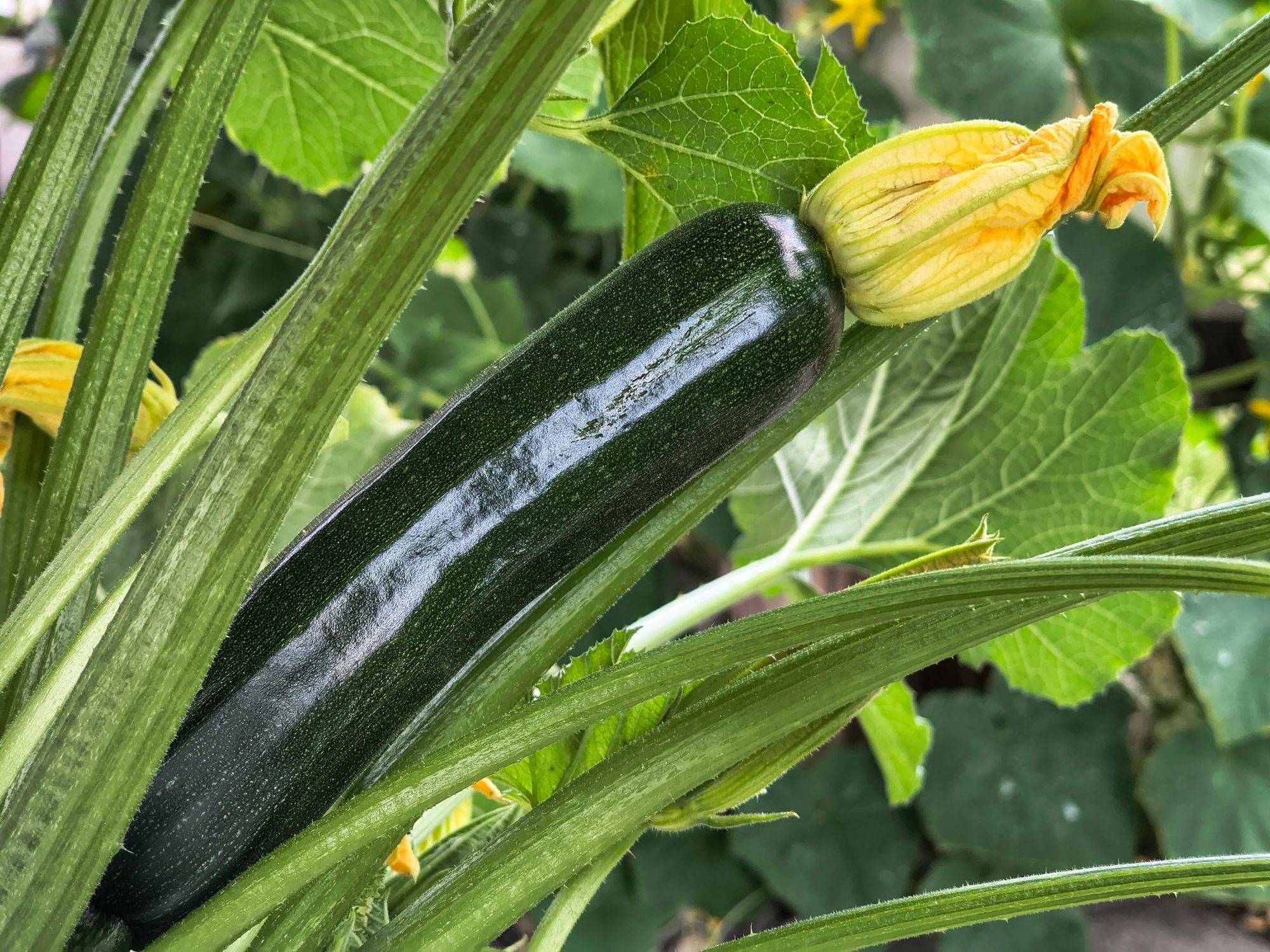 Zuccini