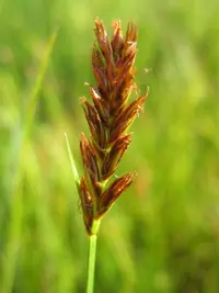 red bulrush