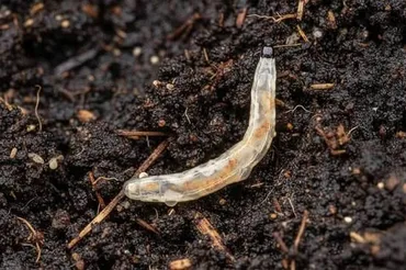 Fungus Gnat Larvae
