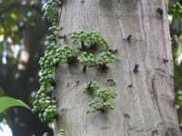 Common Red-stem Fig