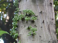 Common Red-stem Fig (Ficus variegata) plant