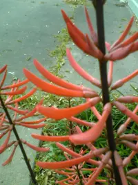 American Coral Tree (Erythrina americana) plant