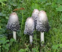 shaggy mane