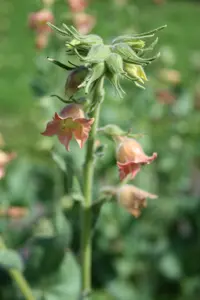 tobacco