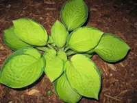 Hosta