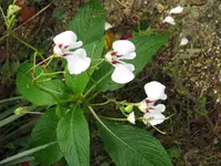 dyers busy lizzie (Impatiens tinctoria) plant