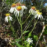 pine barren whitetop aster (Oclemena reticulata) plant