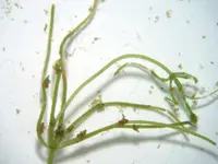 opposite stonewort (Chara contraria) plant