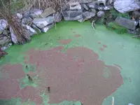 Carolina mosquitofern