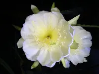 Yellow dragonfruit (Selenicereus megalanthus) plant