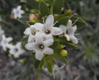 slender myoporum