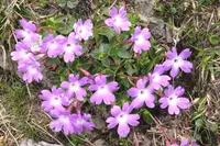 Wulfen's Primrose (Primula wulfeniana) plant
