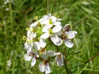 white wallrocket