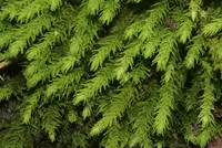 anomodon moss