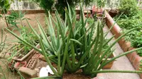 Dracaena angolensis outdoor